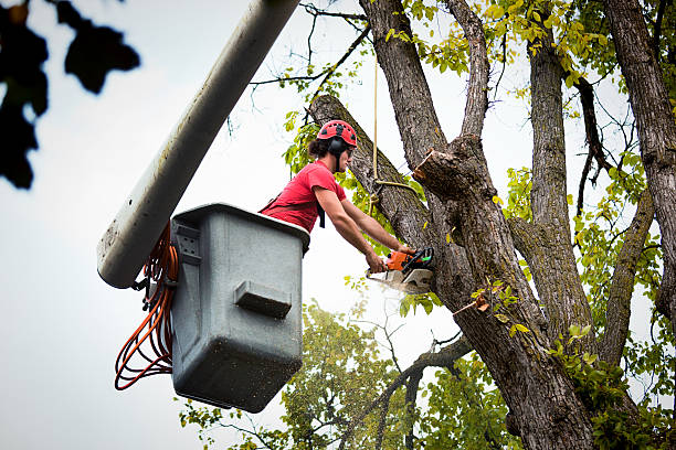 How Our Tree Care Process Works  in Elbow Lake, MN